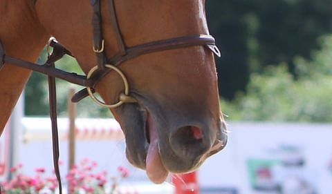 Tukesille tehty viidessä vuodessa noin 150 hevosiin liittyvää tapaturmailmoitusta: "Kuolaimia on mennyt rikki harvoin"