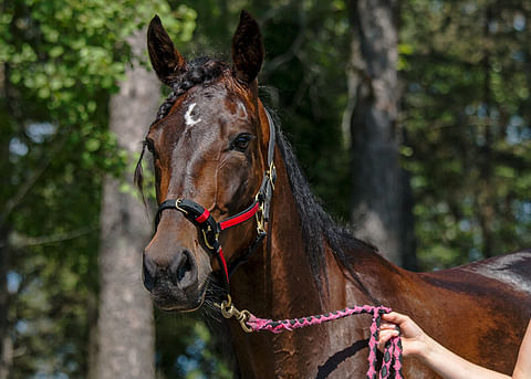 Kuukauden hevonen on kolmivuotias EE-ajan 11.0a juossut Ratu Royale.