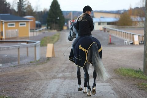 Maiju Mallat ja Usador viime syksynä, kun he toipuivat matkasta Ratsastuskeskus Ainossa ennen Helsinki Horse Show´ta .