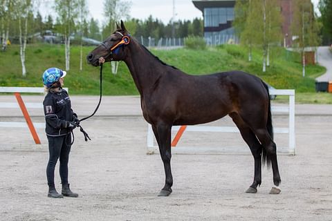 An-Dorra lämmitteli illan kilpailuun näyttelyssä: ”Näyttelen hevosia niin kauan kuin niitä on”