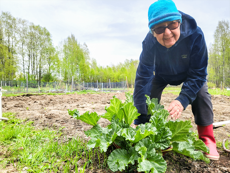 Anna-Liisa Kotilainen on pitänyt omaa viljelypalstaa jo vuosien ajan. Raparperit ovat monivuotisia hyötykasveja.