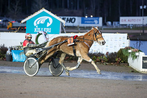 Tapio Perttusen ohjastama Suven Sametti oli lopulta ylivoimainen voittaja Tammaderbyssä.