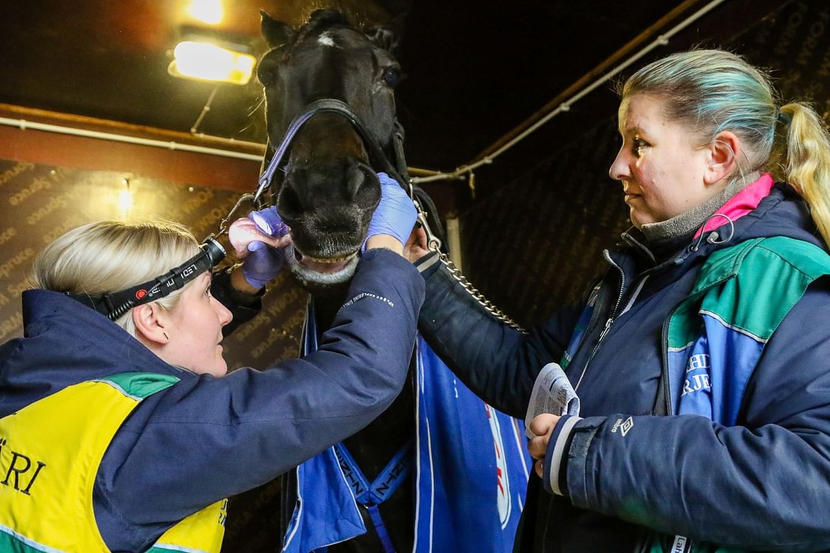 Hyvinvointitarkastuksessa Kouvolassa eläinlääkäri Essi Lautala tarkastaa hevosen suuta lähdönjärjestäjä Hertta Tuukkasen avustaessa.