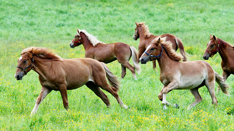 Hevoset voivat yleensä hyvin keskenään laitumella, mutta entä muulloin? Muun muassa sitä muotoillaan uuteen hyvinvointilakiin.