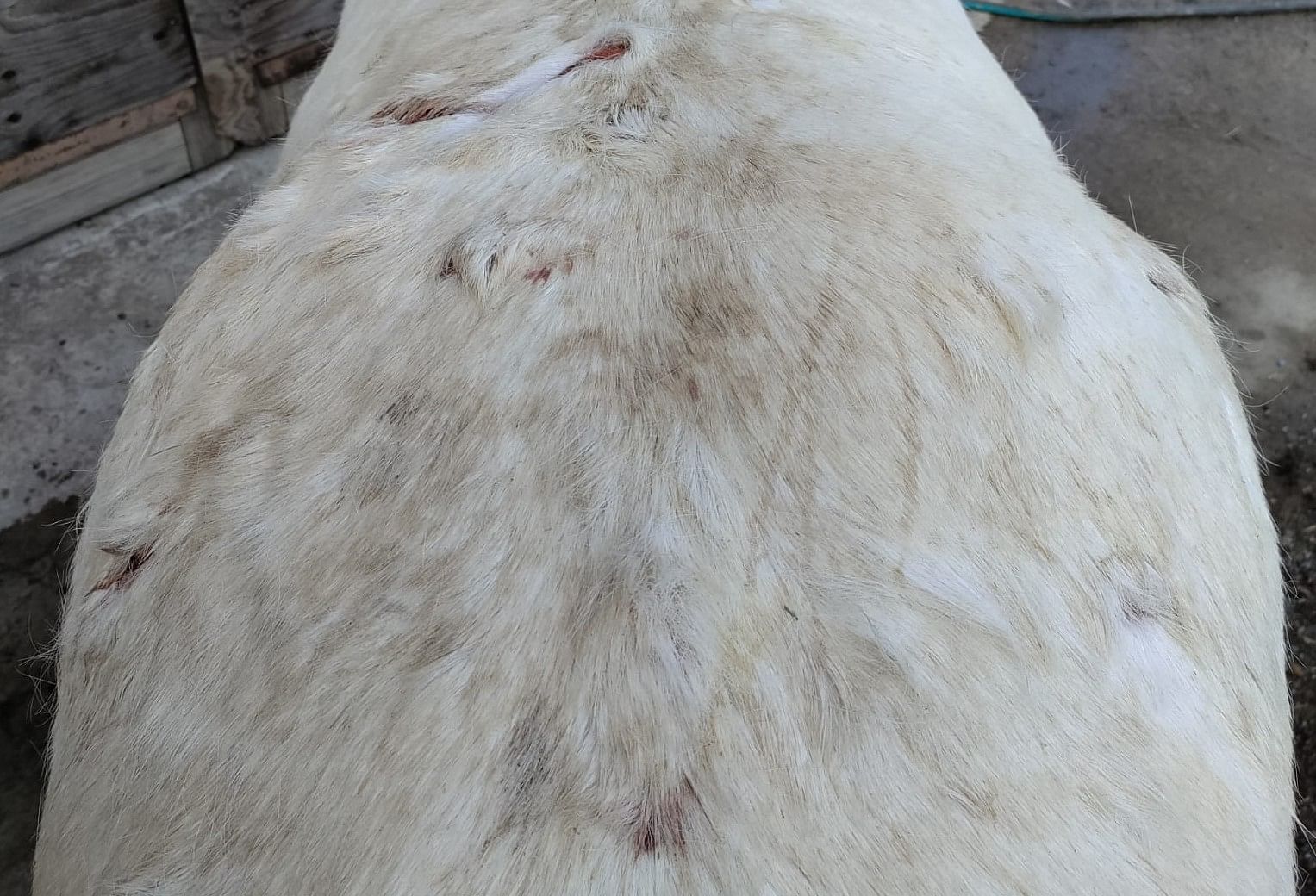 Valkoisen ponin selässä näkyy hyvin niin raatelu- kuin kynnenjäljetkin.