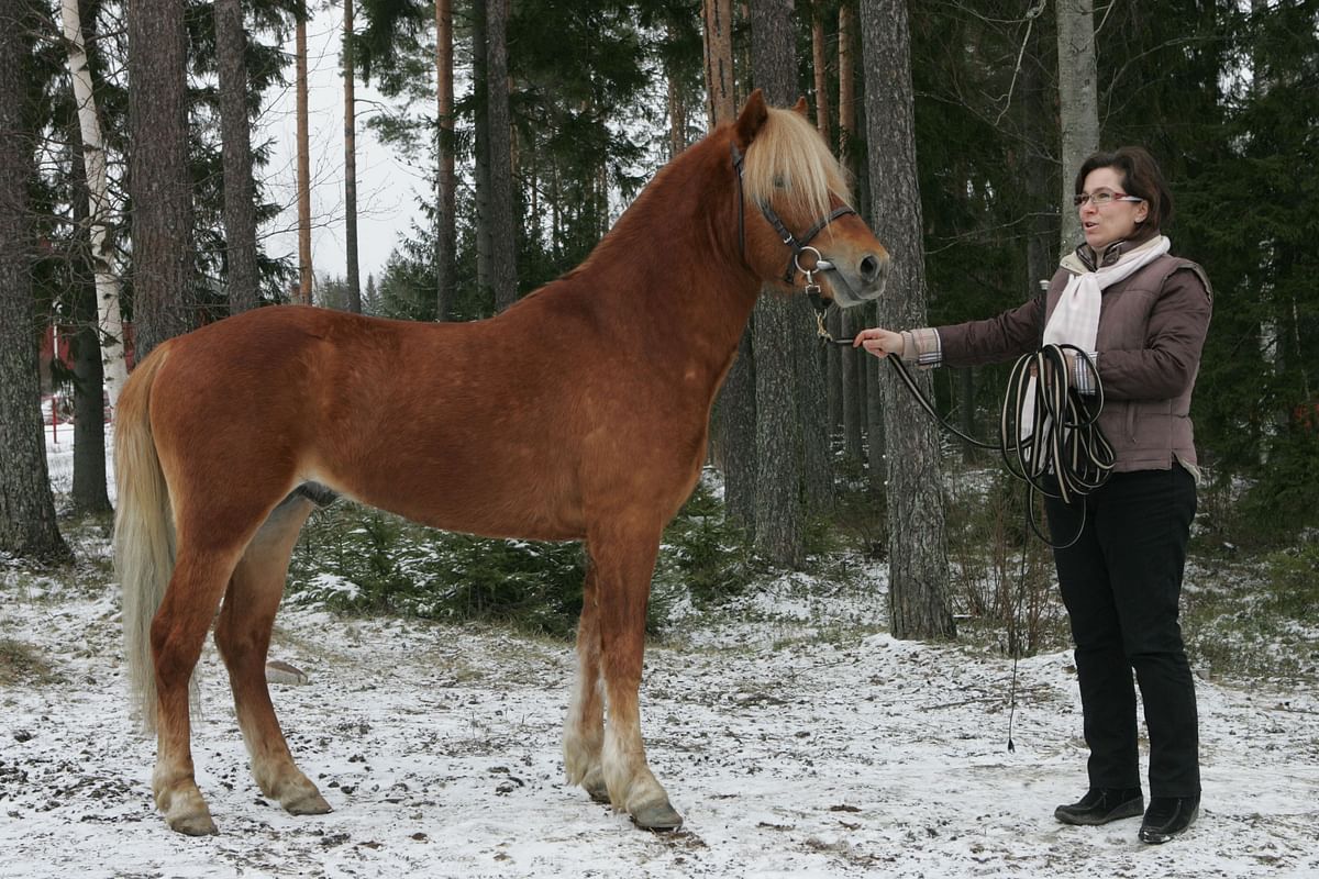 Aila Kajander on tunnettu myös poneistaan. Tässä Oripäivillä vuonna 2008.