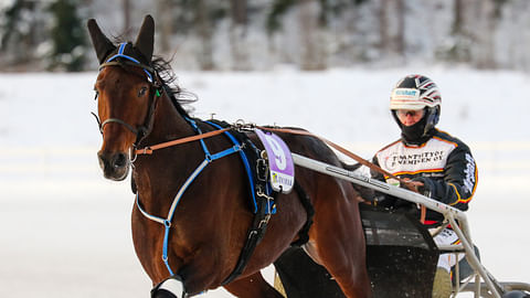 Artico Zack voitti Suomessa kolmesti Matti Mäkisen tallista kuvan Seppo Markkulan ajamana.