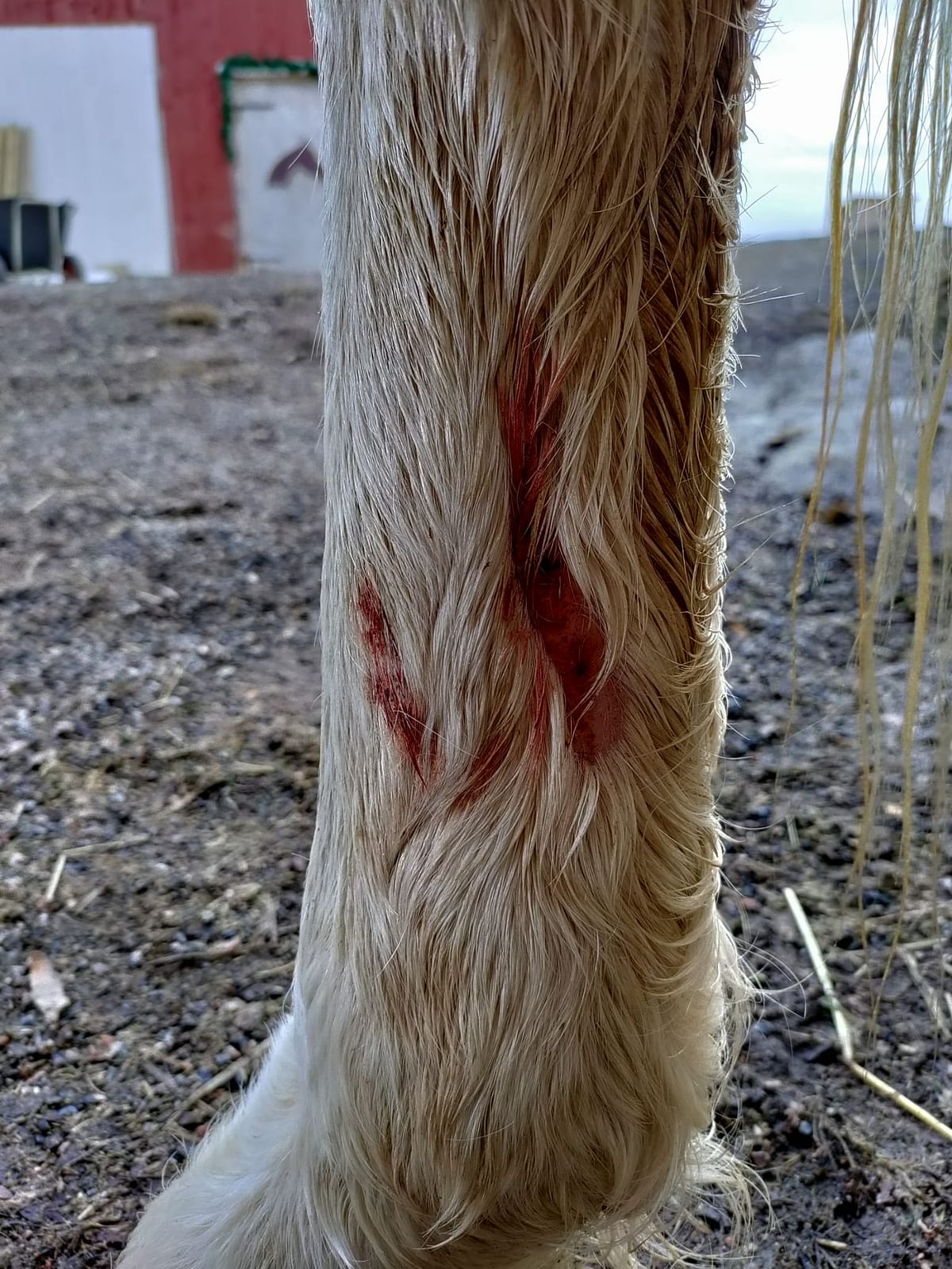 Haavoissa on infektioriski, mutta hevonen ja poni ovat nyt antibioottikuurilla.