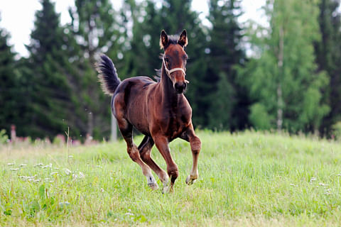 Kirjoittaja laskee, että ravikilpailujen hevospula olisi selätettävissä saamalla isompi 
prosentti ikäluokan varsoja 
nuorena radoille.