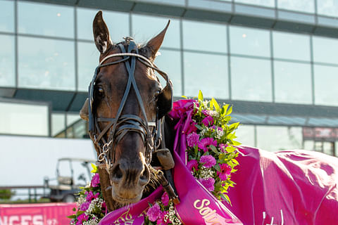 Don Fanucci Zet, Elitloppet-voittaja 2021.