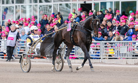 Önas Prince on jälleen mukana Elitloppetissa. Parhaimmillaan se on yltänyt neljänneksi.