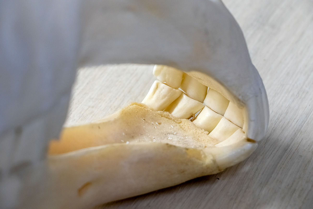 Hampaat voivat aiheuttaa käytösongelmia. 