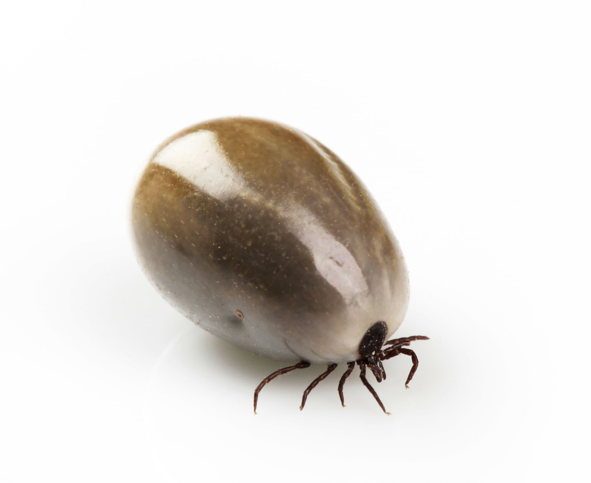 Mikäs se siinä, masu täynnä? Puutiaisäidit vaanivat jo täyttä häkää!