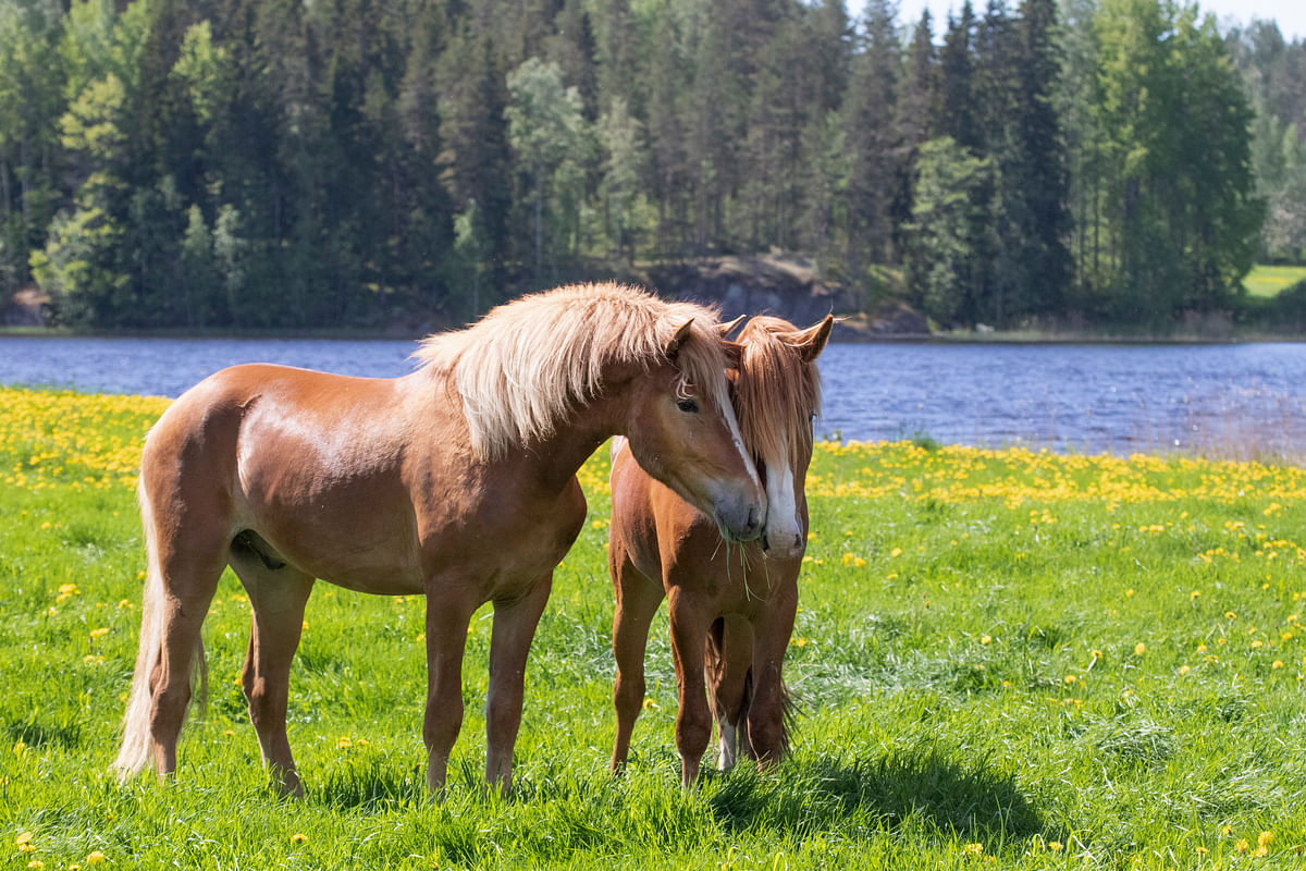 Hevosten hyvinvointi vaikuttaa hevosyrityksen kannattavuuteen monella tapaa.