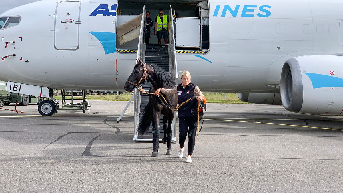Kymi GP:n ulkomalaiset hevoset saapuivat lentokoneella Uttiin - katso video