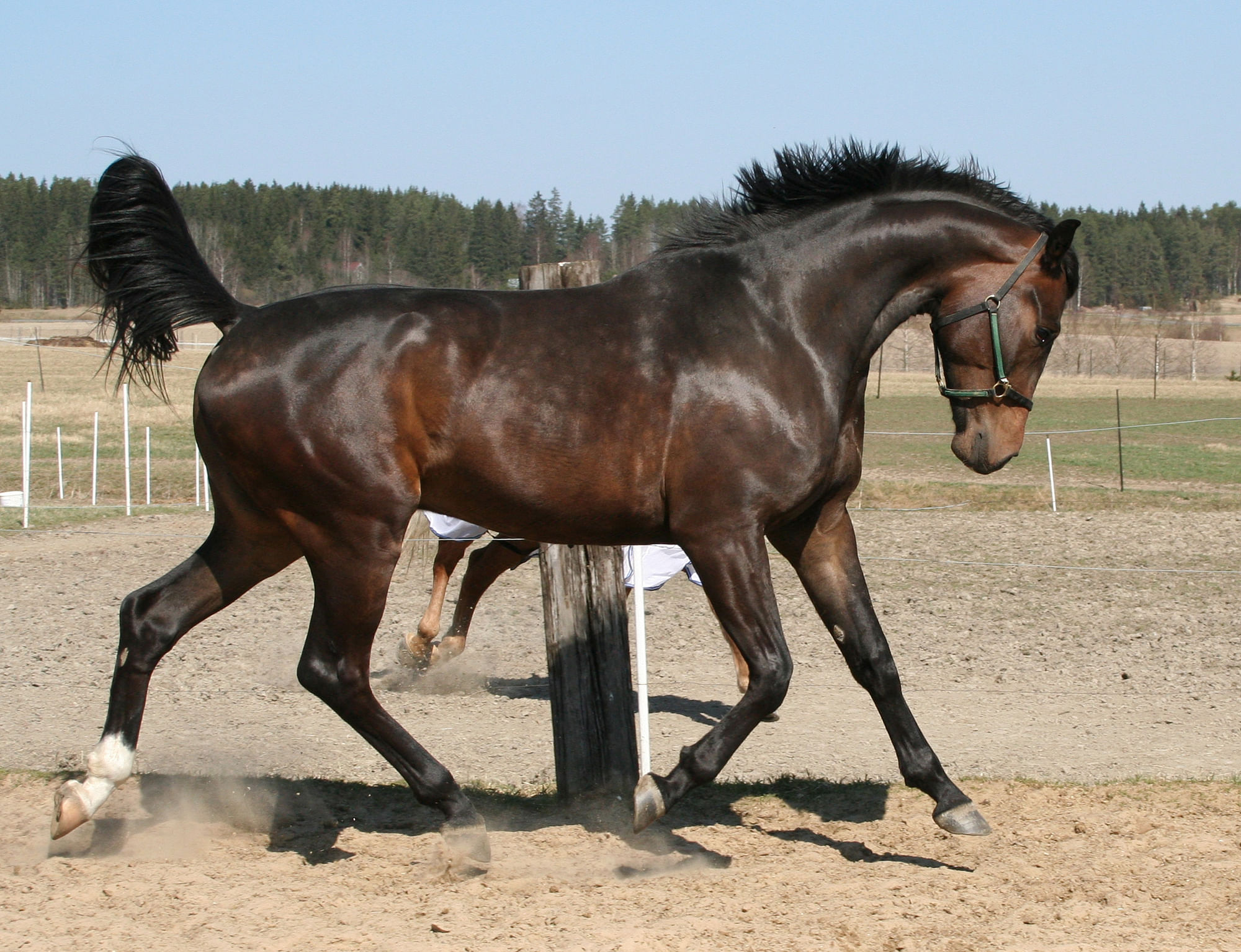 Sangraal 3-vuotiaana.