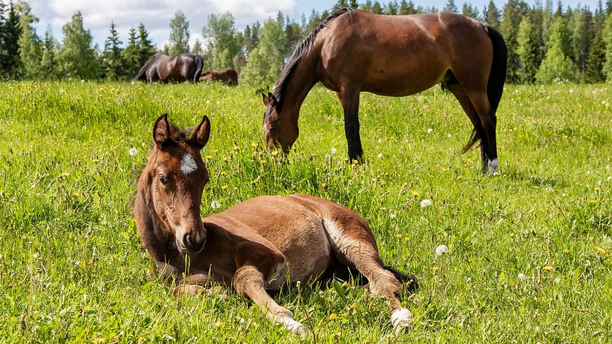Kyiden ja hevosten yhteentörmäykset tapahtuvat pääasiassa laidunkaudella, kun hevonen joko makoilee tai syö ruohoa, jolloin purema osuu turpaan.