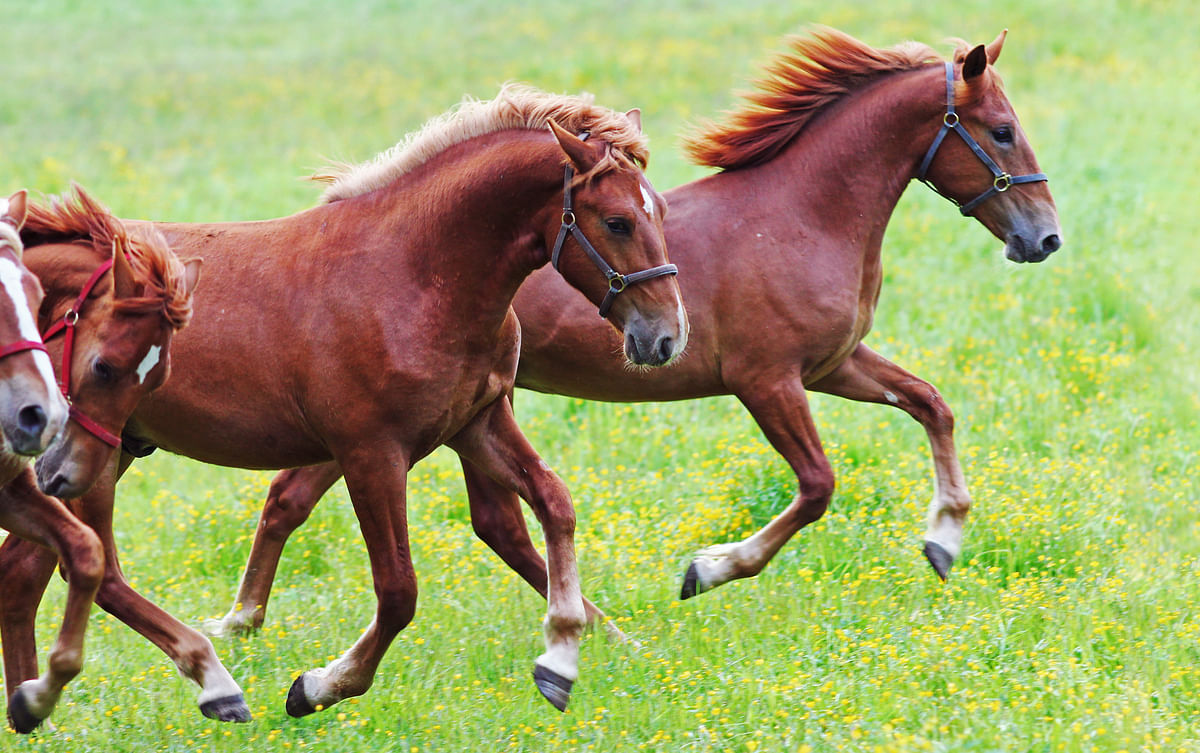 Laidunlomalla on hevoseen fyysisiä ja psyykkisiä vaikutuksia. 
