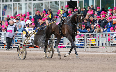 Önas Prince juoksee Halmstadin kultadivisioonassa. 