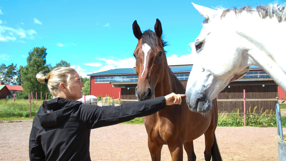 Petra Hackman opetushevosten S Halftimen ja Crandino KM:n kanssa. Kaikki tallin hevoset tarhaavat pienissä porukoissa aamusta iltaan vapaalla heinällä.