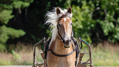 Kuukauden hevonen Hentun Liisa on oikea prinsessa – "Se tietää oman arvonsa"
