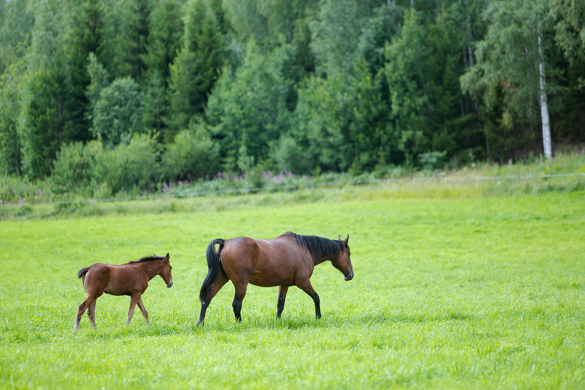Hevoset ovat syntyneet kävelemään. 