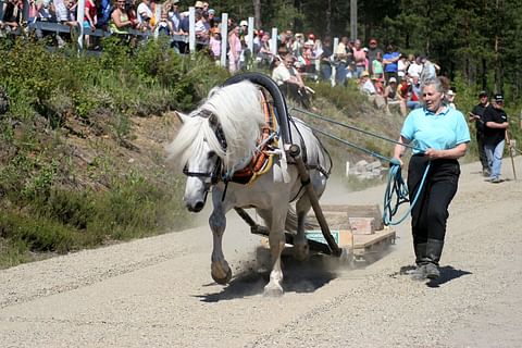 Vetäjänä omaa luokkaansa. Kuvassa ori E.V. Johtotähti työmestaruuksissa vuonna 2006.