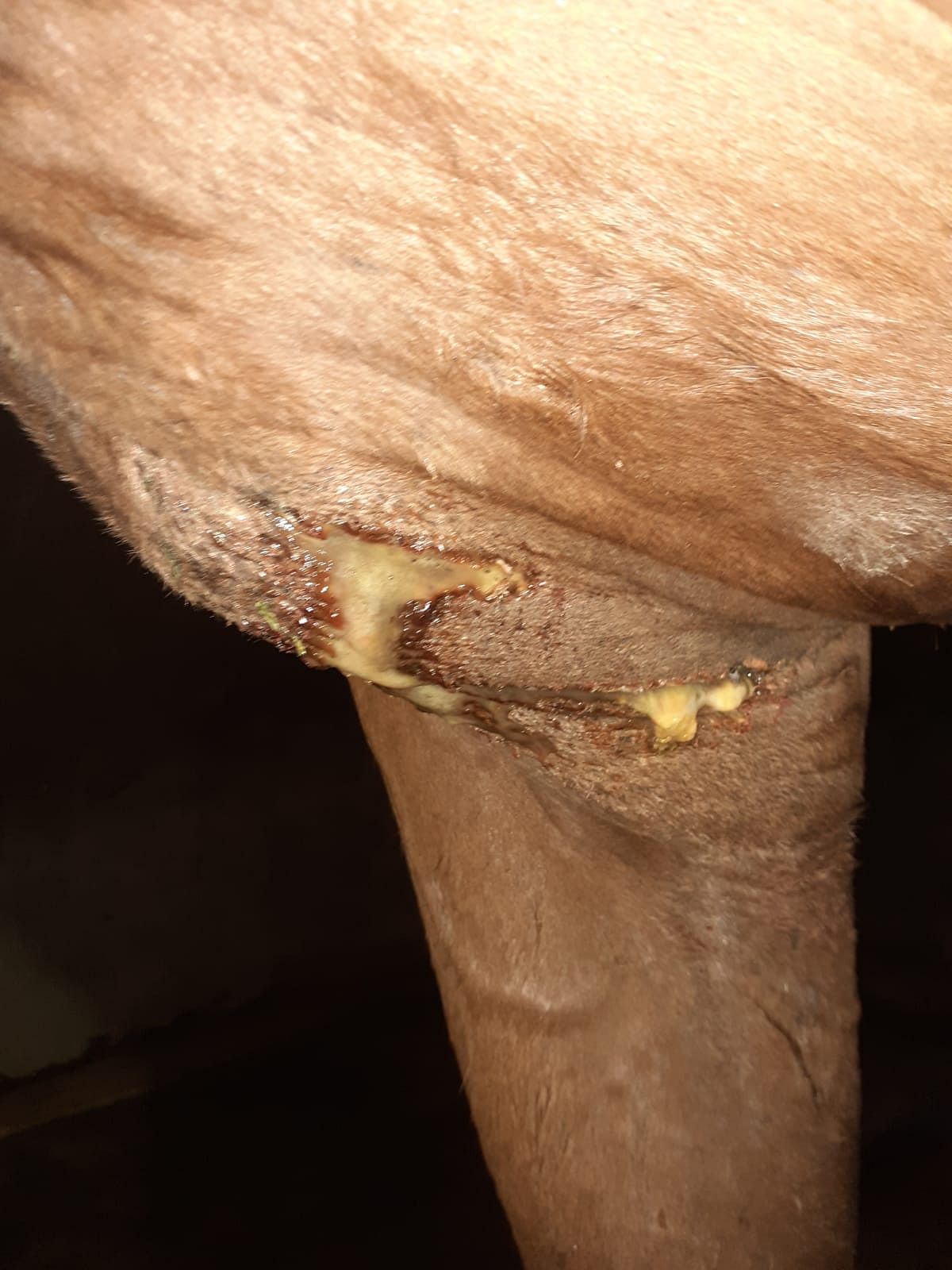 Muru-tamman haavasta tuli litrakaupalla eritettä, mutta se ei ottanut parantuakseen normaalilla antibioottihoidolla.