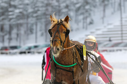 Ravihevonen Nopsa Eelis rattaillaan Iikka Nurmonen.