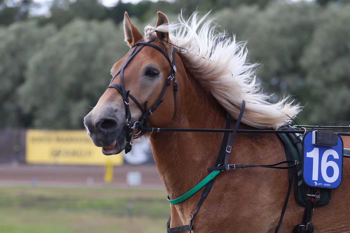 Ari Moilanen ajoi Sanna-Kaisa Liukkosen ruunan Maisteri Jutilan voittoon pitkältä takamatkalta.  