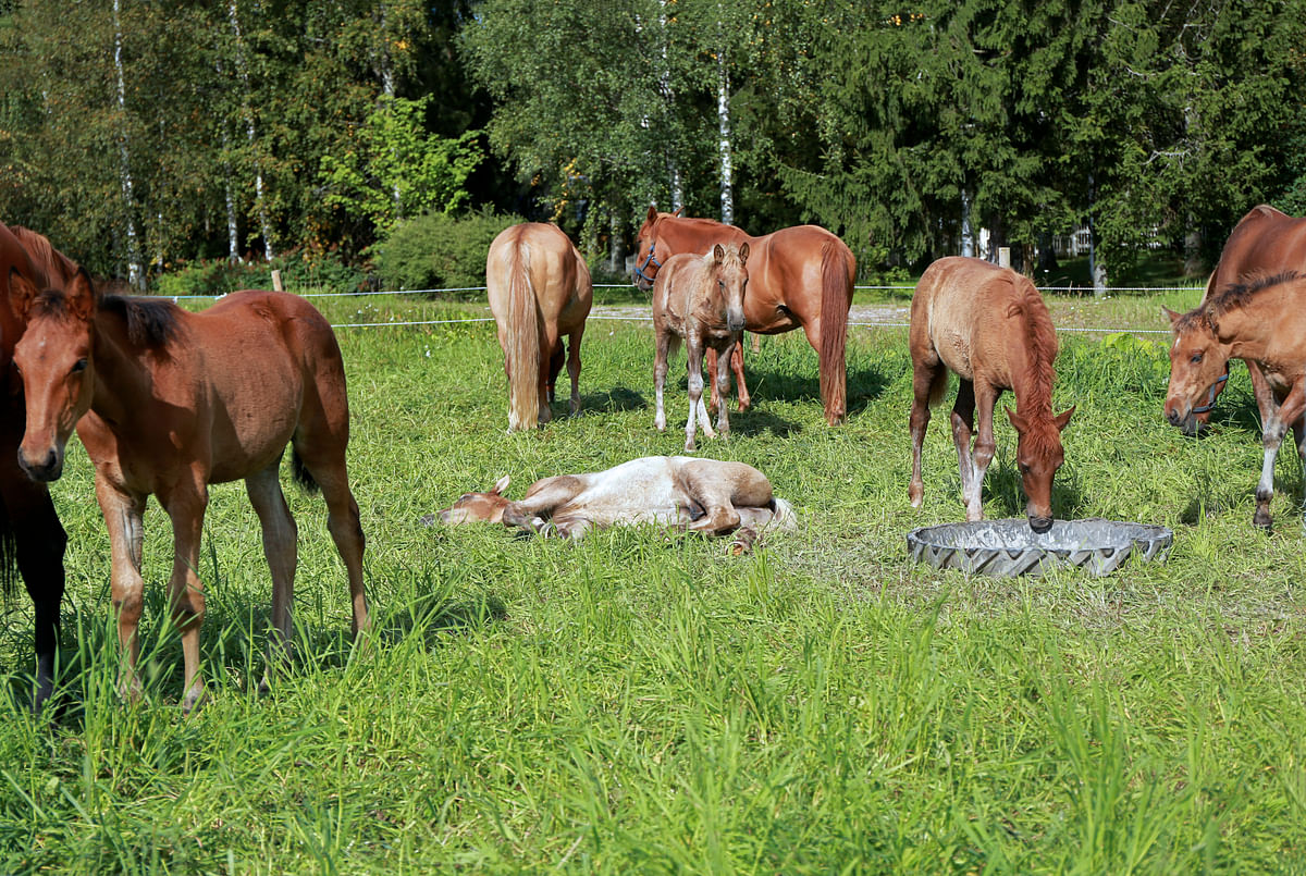 Kun hevonen on kyljellään, se saattaa olla REM-unessa.