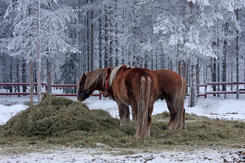 Lumi ei korvaa talvisin vettä. 