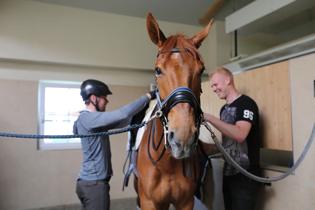 Campari on viettänyt olohevosen elämää ulkona hevoslaumassa ja nyt tuntuu, että takapolvivamma olisi parantunut. 