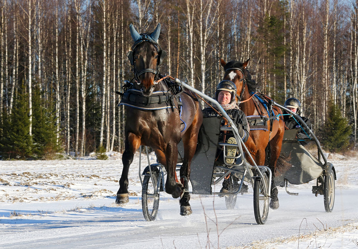 Antti Ojanperän tallissa on teesinä se, että hevonen liikkuu tarpeeksi, saa olla tarpeeksi ulkona ja juo tarpeeksi.