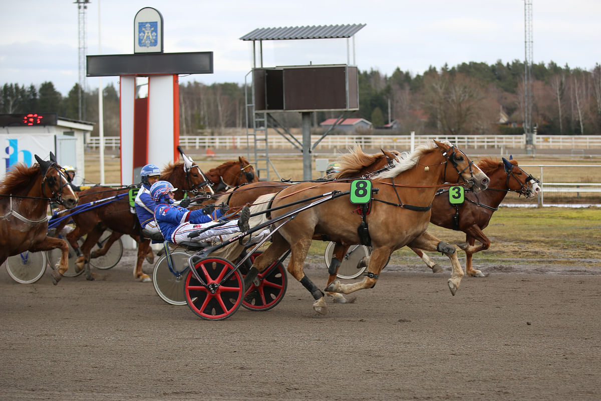 Voimaeläincupin finaalit Villieläimen ja General Norrgårdin juhlaa