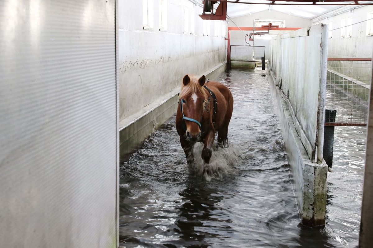 Pirttilän Olgan ohjelmaan kuuluu vesikävely. Yleensä hevoset kahlaavat kylmässä vedessä tunnin, starttipäivän jälkeen puolisen tuntia.