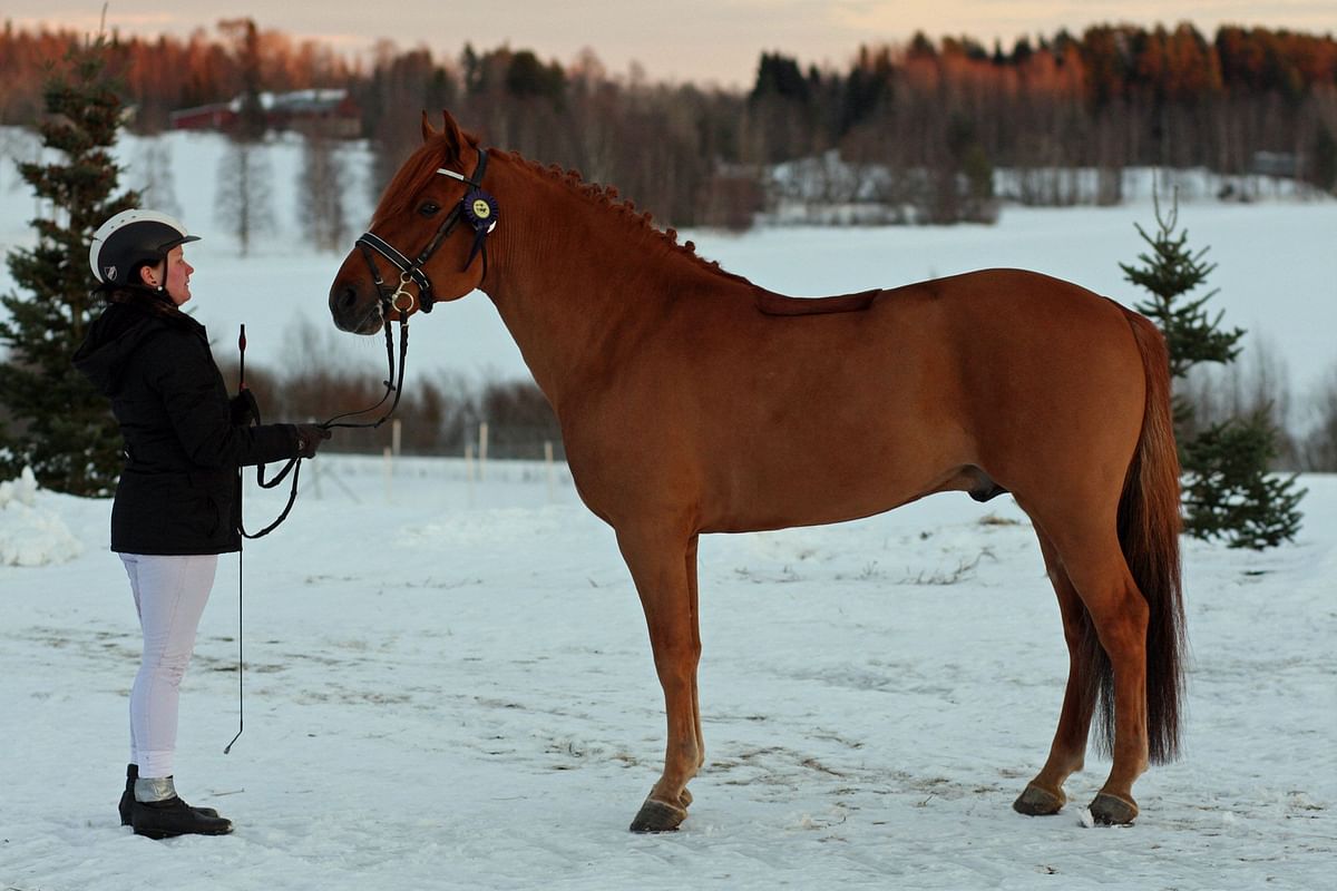 Pikku-Jätkästä piti tulla Poika-Rakkaus.