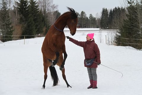 Taianomainen yhteys