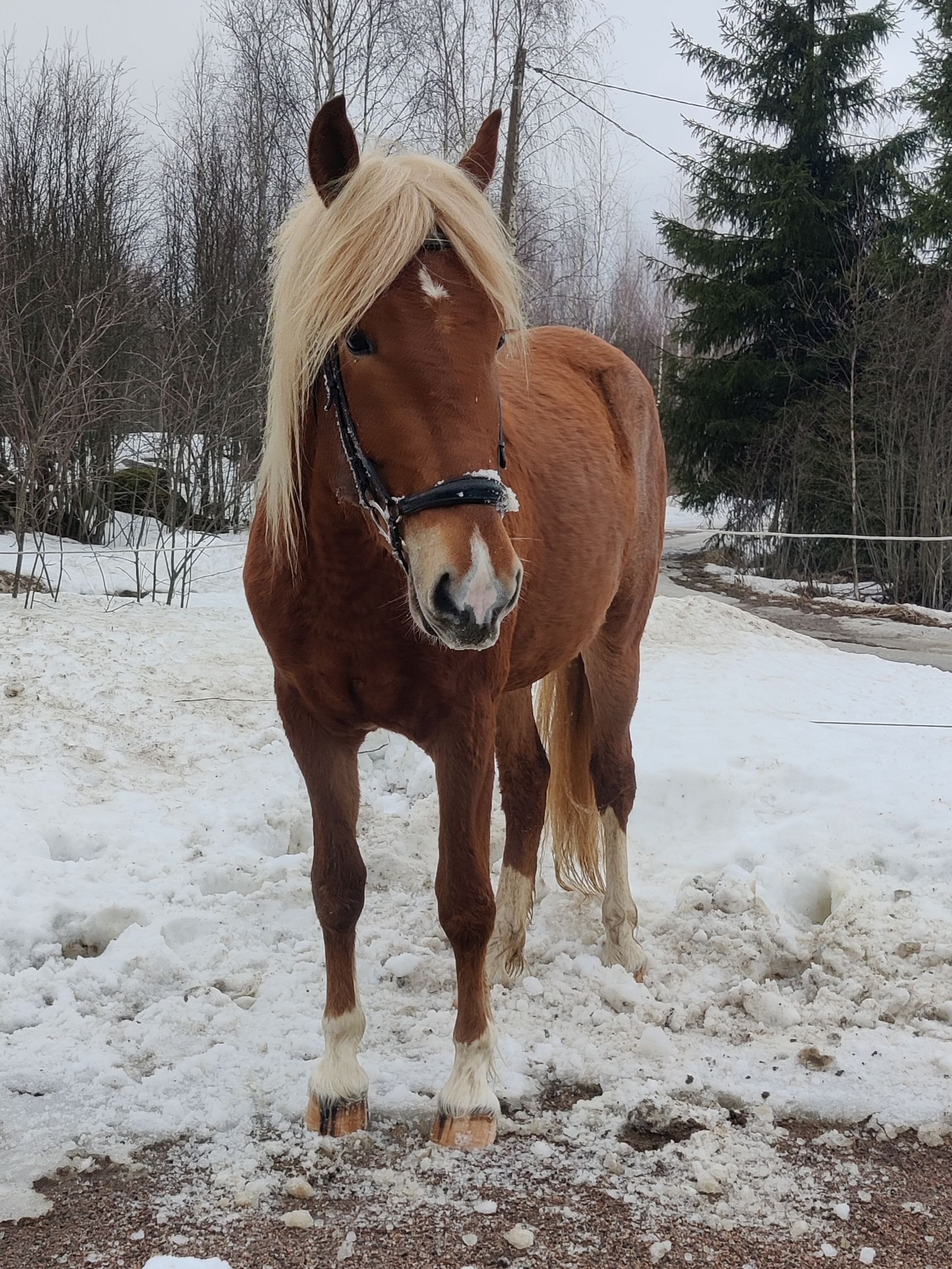 Kyrön Arvan varsa Arvan Kajo.