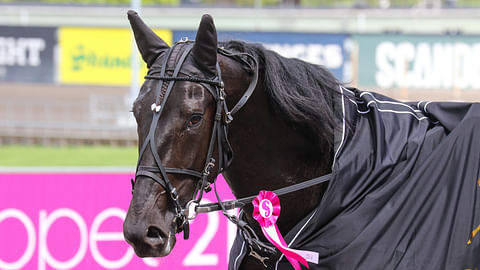 Elitloppetissa kakkoseksi sijoittunut Borups Victory täydentää Kymi GP kymmenikön.