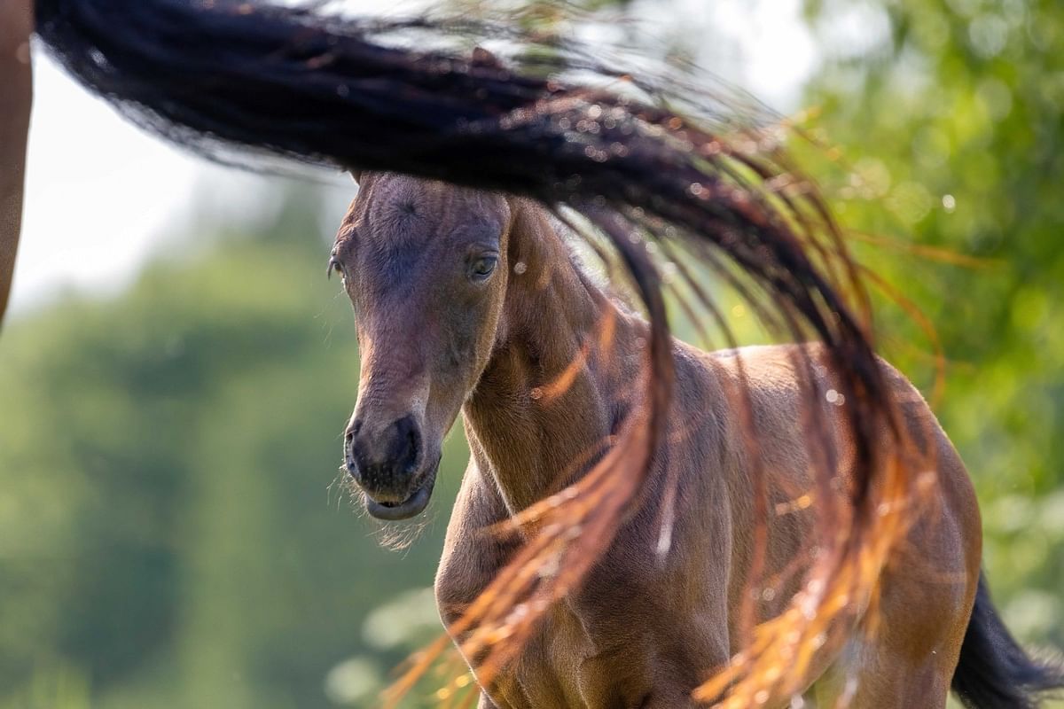 Kotimainen hevoskasvatus on elintärkeää maamme raviurheilulle.