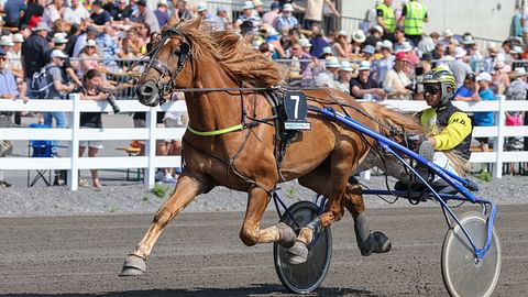 Ravihevonen Huisi Hemmo rattaillaan Henri Bollström