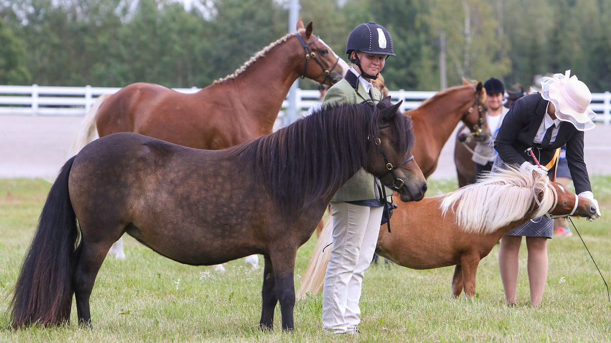 Poninäyttelystä löytyy monia erikokoisia poneja. Kuvassa shetlanninponi, minishetlanninponi, ratsuponi ja new forest-poni.
