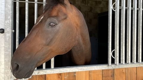 Hevosenomistaja Petri Tolmunen kertoo, että Haras du Pinin kisapaikalla on erittäin hienot ja tilavat karsinat, jotka eivät vaikuta väliaikaisilta. Tästä asunnostaan Sir Greg viikonloppuna seuraa EM-kisat.