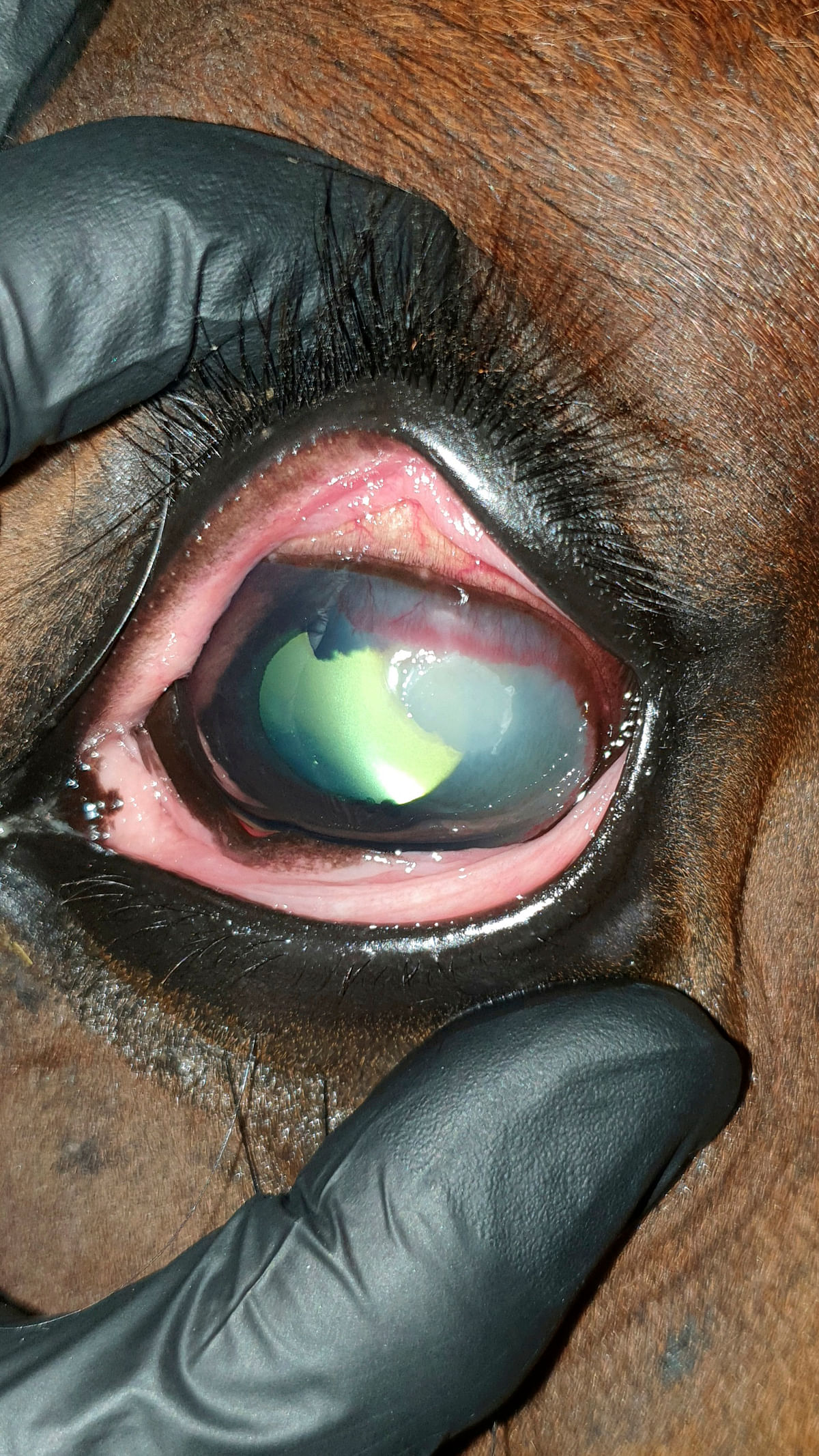 Hevosen sarveiskalvohaavassa todettiin eosinofiiliselle keratiitille tyypillinen kellanvaalea kate.