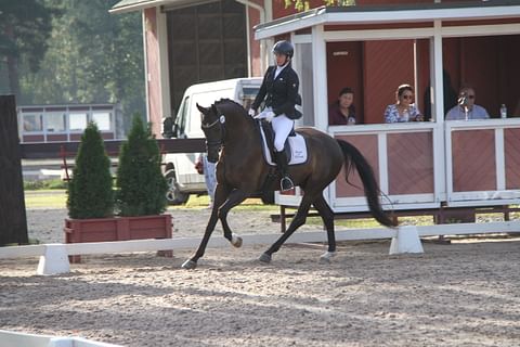 Hagels Prince Nassak 5-vuotisderbyssä Victoria Aron ratsastamana.