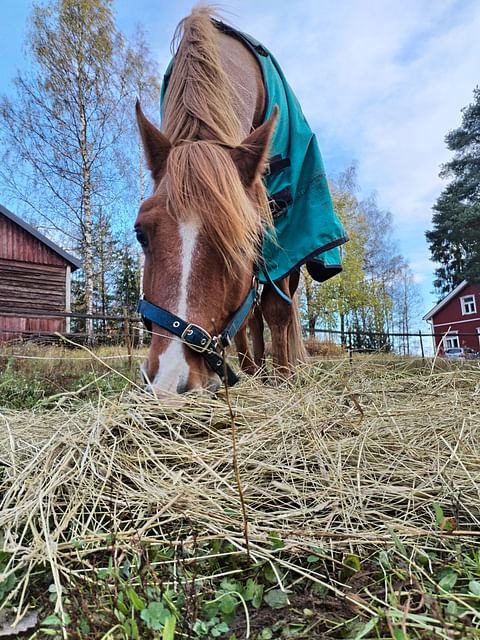 Suomenhevosilla yleistä, myös ravureilla. 