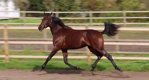 Greenshoen tytär Pearl Boko painelee tarhassa pontevin potkuin. Kuvankaappaus huutokauppavideolta: 