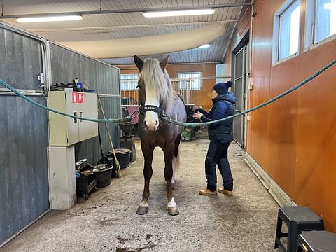 Puoli tuntia ennen verryttelyaikaansa Paavo oli vielä menossa lauantain Finnhorse Cup -starttiin. 