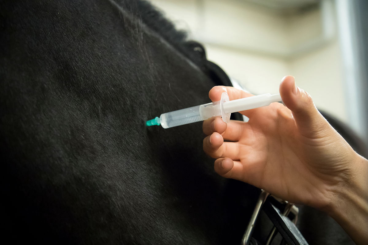 Lääkeainetestissä hevosesta otetaan sekä veri- että virtsanäyte.